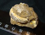 аммонит Aulacostephanus subundorae
