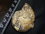 аммонит Aulacostephanus subundorae