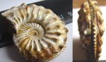 аммонит Amoeboceras