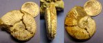 аммонит Amoeboceras