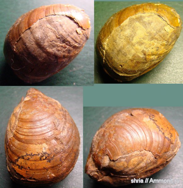 юра, Terebratulida, Jurassic