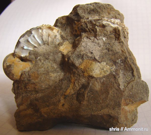юра, Amoeboceras, Оренбургская область, Jurassic