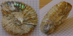 аммонит Aulacostephanus с перламутром