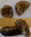 Crussoliceras