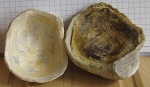 Gryphaea