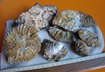 Aulacostephanus-ы