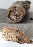 Коралл ругоза