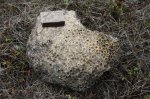 Колониальный коралл