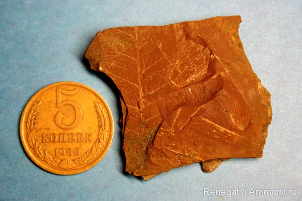 растения, пермский период, Pecopteris helenaeana, Permian
