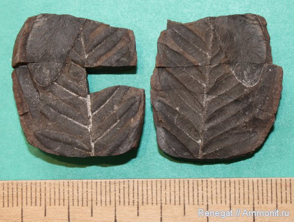 карбон, птеридоспермы, Alethopteris, Alethopteris decurrens