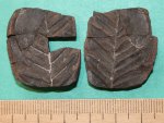 Aletopteris decurens