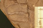 Листья Neuropteris
