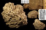 Lithostrotion sp.