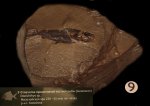 Отпечаток примитивной костной рыбы (палеониск) Elonichthys sp.