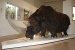 Шерстистый носорог. Coelodonta antigiutatis. Объёмная научная реконструкция.