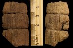 Mesocalamites sp.
