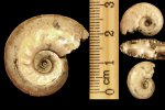Brightia subinvoluta (Bonarelli)