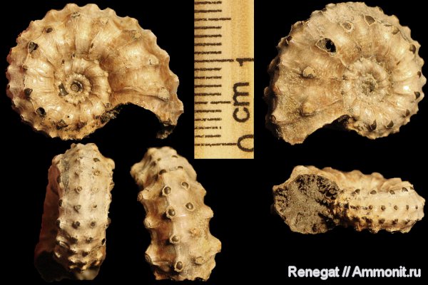 аммониты, юра, Михайлов, Kosmoceras, головоногие моллюски, келловей, Kosmoceras gemmatum, Ammonites, Callovian, Jurassic, Middle Jurassic