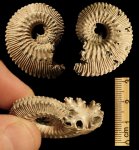 Kosmoceras proniae Teisseyre, 1883