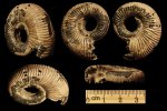 Binatisphinctes rjasanensis.