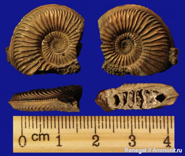 оксфорд, Марково, Amoeboceras, Amoeboceras alternoides, Oxfordian