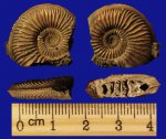 Amoeboceras alternoides