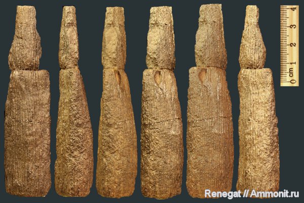 Calamites, Calamites carinatus