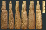 Calamites carinatus