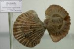 Brachiopoda из Японского моря.