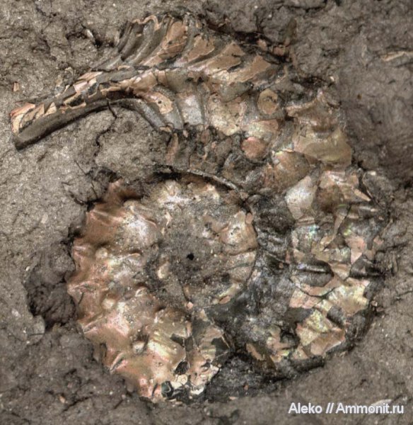 Kosmoceras, келловей, ушки, устье, Microconchs, lappets, Callovian, Middle Jurassic
