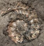 Kosmoceras ?ornatum - частично пиритизированыый микроконх с "ушками"