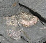 Kosmoceras ?aculeatum - in situ, Горенский карьер под Михайловым