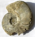Kosmoceras (Lobokosmoceras) rowlstonense (Young et Bird, 1822)