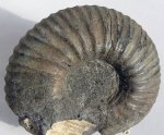 Surites ?dorsorotundus