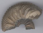 Cardioceras cordatum