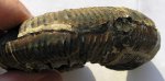 Kosmoceras ex gr. gemmatum - вентральная сторона