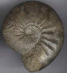 Kosmoceras enodatum crispatum