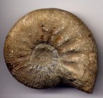 Kosmoceras planicerclus