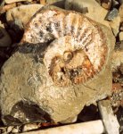 Deshayesites ex gr. variabilis