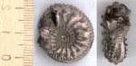 Cardioceras (Subvertebriceras) cf. zenaidae Ilovaisky