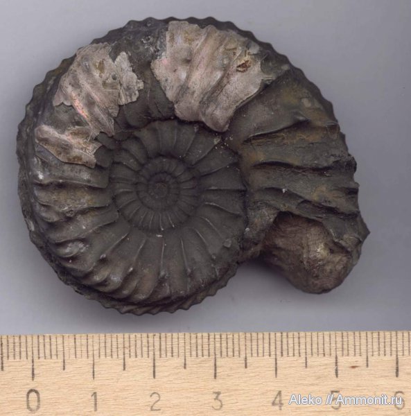 аммониты, Cardioceras, оксфорд, Cardioceras vertebrale, Ammonites, Oxfordian