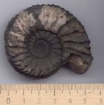 Cardioceras vertebrale (Sowerby)