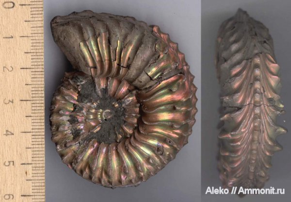 аммониты, Cardioceras, оксфорд, Cardioceras vertebrale, Ammonites, Oxfordian