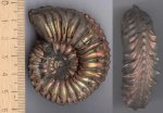 Cardioceras vertebrale - 2