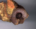 Kepplerites approximatus