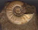 Proplanulites subcuneatus Teisseyre, 1888