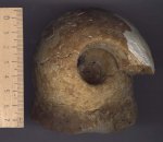Rondiceras cf. sysolae
