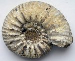 Proplanulites crassicosta