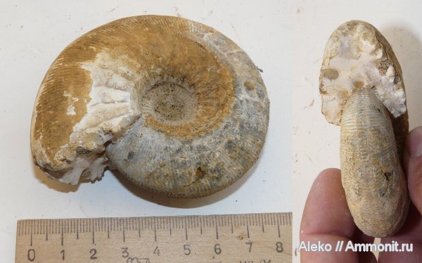 аммониты, келловей, Sigaloceras, Sigaloceras calloviense, Ammonites, Callovian, Middle Jurassic