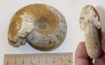 Sigaloceras calloviense